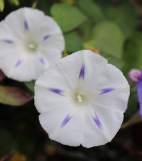 Povíjnice nachová Milky Way - Ipomoea purpurea - osivo povíjnice - 25 ks