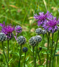 Chrpa čekánek - Centaurea scabiosa - osivo chrpy - 80 ks