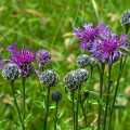 Chrpa čekánek - Centaurea scabiosa - osivo chrpy - 80 ks