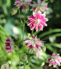 Orlíček Nora Barlow - Aquilegia caerulea - osivo orlíčku - 30 ks