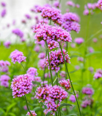 Sporýš argentinský - Verbena bonariensis - osivo sporýše - 200 ks