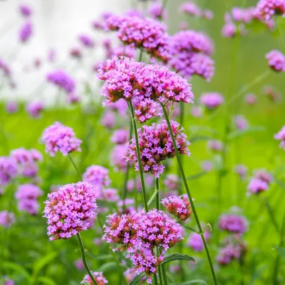 Sporýš argentinský - Verbena bonariensis - osivo sporýše - 200 ks