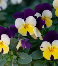 Violka rohatá Lemon Purple Wing - Viola cornuta - osivo violky - 20 ks