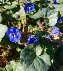 Svazenka modrá - Phacelia campanularia - osivo svazenky - 800 ks