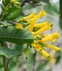 Tabák glauca - Nicotiana glauca - osivo tabáku - 20 ks