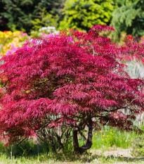 Javor japonský - Acer palmatum - osivo javoru - 5 ks