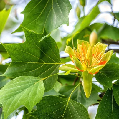 Liliovník tulipánokvětý - Liriodendron tulipifera - osivo liliovníku - 10 ks