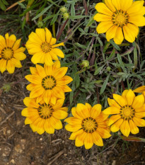 Gazánie Kiss Yellow F1 - Gazania rigens - osivo gazánie - 12 ks