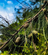 Tropický dub - Přesličník obecný - Casuarina cunninghamiana - osivo tropického dubu - 5 ks