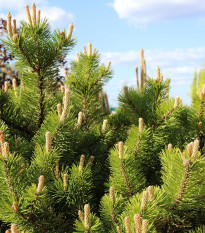 Borovice kleč - Pinus mugo pumilio - osivo borovice - 5 ks