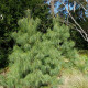 Borovice himalájská - Pinus wallichiana - osivo borovice - 5 ks