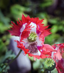 Mák setý Danish Flag - Papaver somniferum - osivo máku - 150 ks