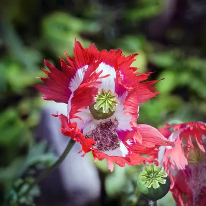 Mák setý Danish Flag - Papaver somniferum - osivo máku - 150 ks