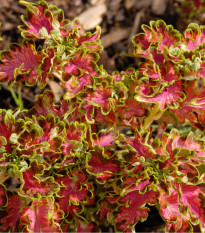 Africká kopřiva Colocha Scarlet - Coleus blumei - osivo africké kopřivy - 30 ks