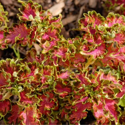 Africká kopřiva Colocha Scarlet - Coleus blumei - osivo africké kopřivy - 30 ks