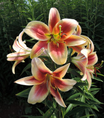 Lilie Debby - Lilium - cibule lilií - 1 ks