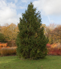 Smrk himalájský - Picea smithiana - osivo smrku - 8 ks