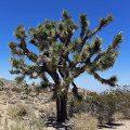 Juka krátkolistá - Yucca brevifolia - osivo juky - 6 ks