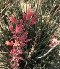 Juka červená - Hesperaloe parviflora - osivo juky - 3 ks