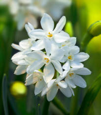 Narcis Paperwhite Ziva - Narcissus - cibule narcisů - 3 ks