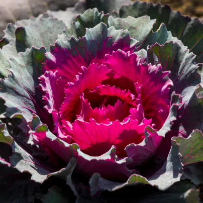 Okrasné zelí Nagoya červené F1 - Brassica oleracea - osivo okrasného zelí - 20 ks