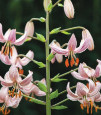 Lilie zlatohlavá Pink Morning - Lilium martagon - cibule lilií - 1 ks