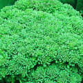 Brokolice Calabrese - Brassica oleracea L. - osivo brokolice - 180 ks