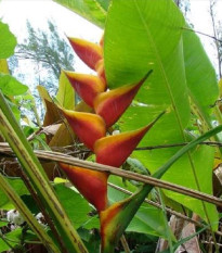 Heliconie champneiana - Heliconia champneiana Splash - osivo helikonie - 8 ks