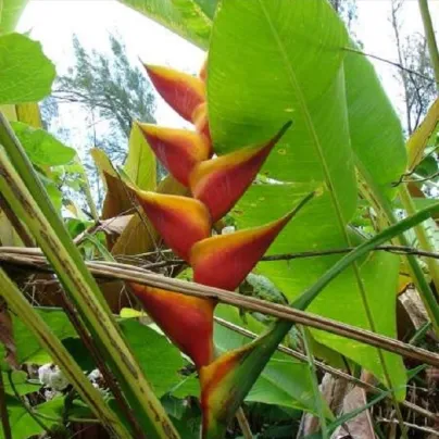 Heliconie champneiana - Heliconia champneiana Splash - osivo helikonie - 8 ks