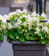 Begónie Ganymed White F1 - Begonia semperflorens - osivo begónie - 20 ks