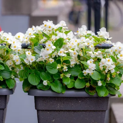 Begónie Ganymed White F1 - Begonia semperflorens - osivo begónie - 20 ks