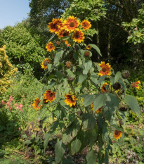 Slunečnice Ring of Fire - Helianthus annuus - osivo slunečnice - 8 ks