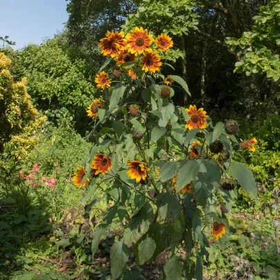 Slunečnice Ring of Fire - Helianthus annuus - osivo slunečnice - 8 ks