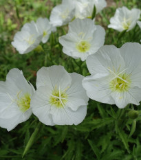 Pupalka zdobná bílá - Oenothera speciosa - osivo pupalky - 20 ks