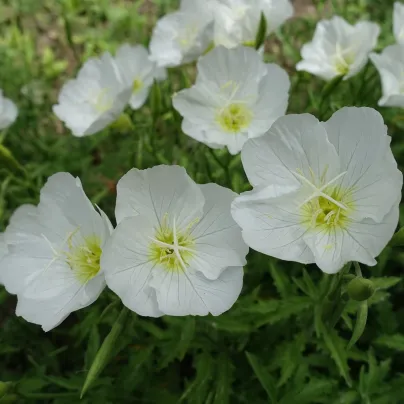 Pupalka zdobná bílá - Oenothera speciosa - osivo pupalky - 20 ks