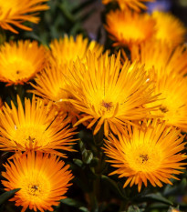 Lampranthus oranžový - Lampranthus aureus - osivo lampranthus - 10 ks