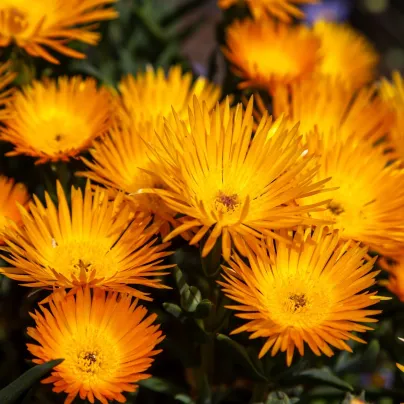 Lampranthus oranžový - Lampranthus aureus - osivo lampranthus - 10 ks