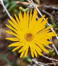 Lampranthus žlutý - Lampranthus glaucus - osivo lampranthus - 10 ks