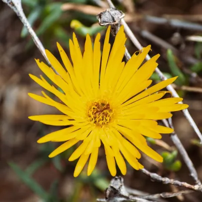 Lampranthus žlutý - Lampranthus glaucus - osivo lampranthus - 10 ks