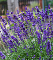 Levandule Hidcote Blue Strain - Lavandula angustifolia - osivo levandule - 30 ks