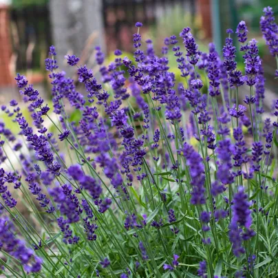 Levandule Hidcote Blue Strain - Lavandula angustifolia - osivo levandule - 30 ks