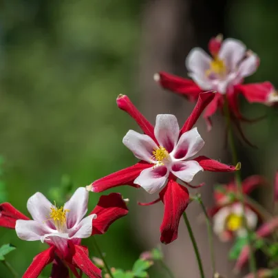 Orlíček Red Stars - Aquilegia caerulea - osivo orlíčku - 100 ks