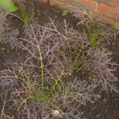 Hořčice Moutarde Rouge Metis - Brassica juncea - osivo hořčice - 100 ks