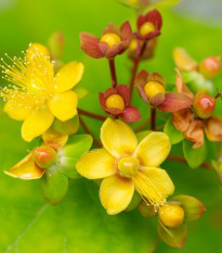 Třezalka bobulovitá - Hypericum androsaemum - osivo třezalky - 0,08 g