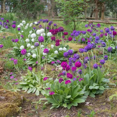 Prvosenka zoubkatá Nepálská směs - Primula denticulata - osivo prvosenky - 300 ks