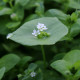 BIO Portulák zimní - Claytonia perfoliata - bio osivo batolky - 100 ks