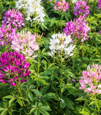 Luštěnice trnitá - Cleome hassleriana - osivo luštěnice - 10 ks