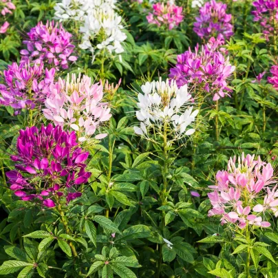 Luštěnice trnitá - Cleome hassleriana - osivo luštěnice - 10 ks