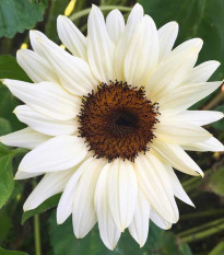 Slunečnice Pro Cut White & Black F1 - Helianthus annuus - osivo slunečnice - 8 ks