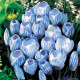 Krokus Sky Blue - Crocus vernus - hlízy krokusů - 3 ks